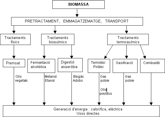 biomassa